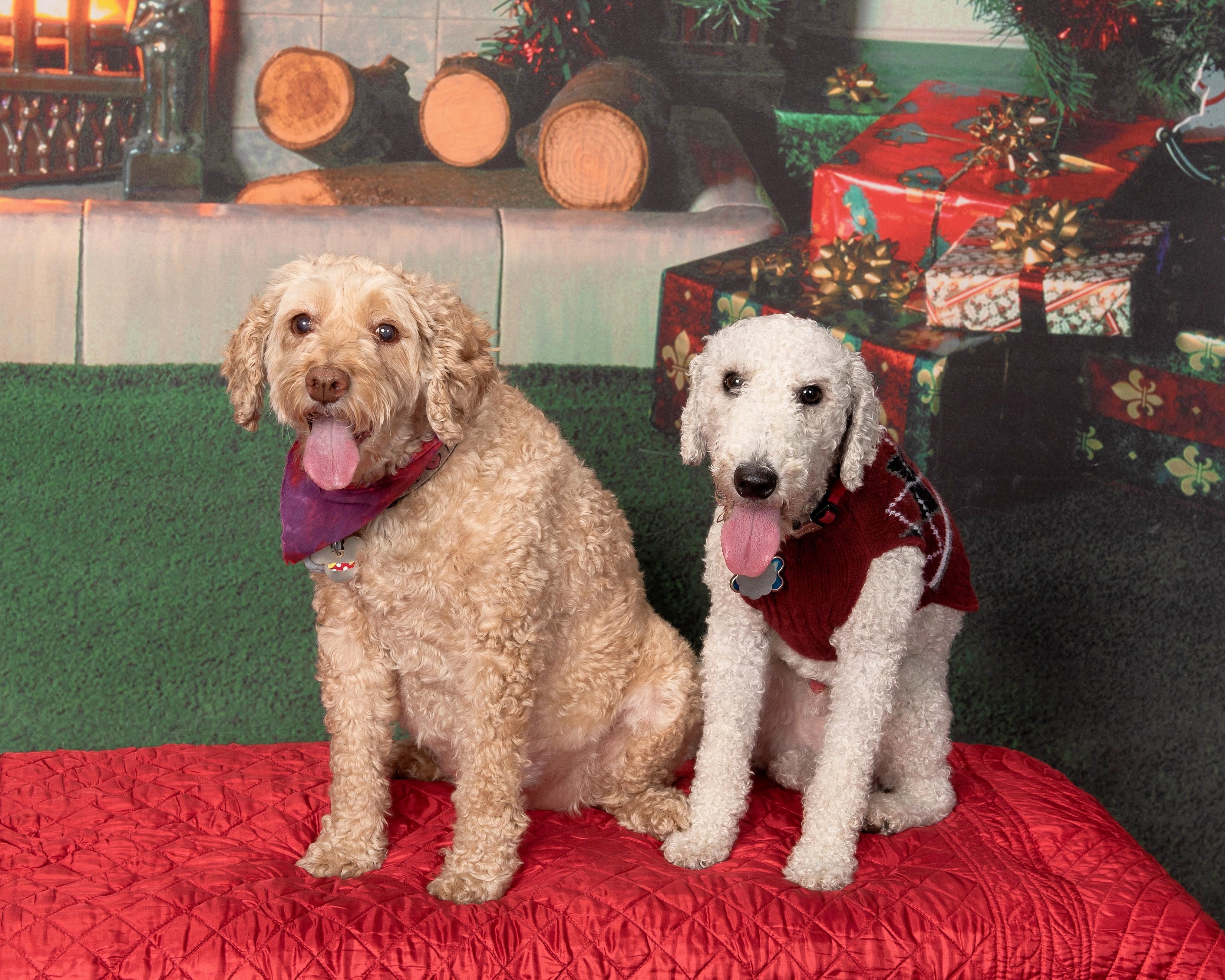 Two dogs in holiday sweaters portrait